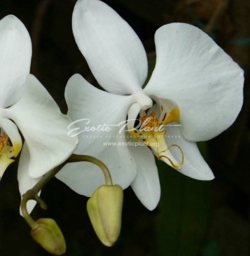 Phalaenopsis Amabilis Blume Орхидеи — стоковые фотографии и ...