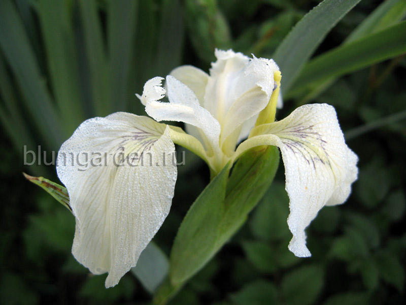 Ирис болотный (Iris pseudacorus L.) - лекарственное ...