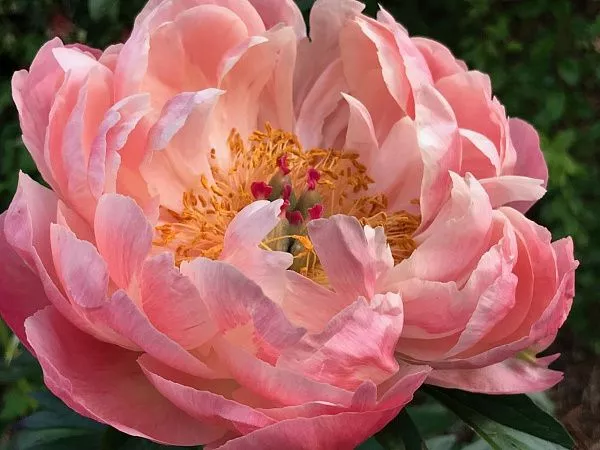 Paeonia “Coral Charm ...