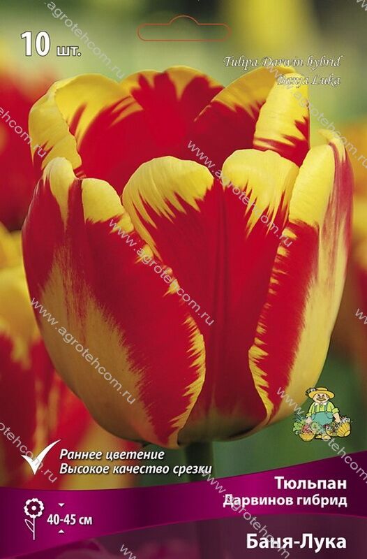 Tulipa Banja Luka – Jack the Grower