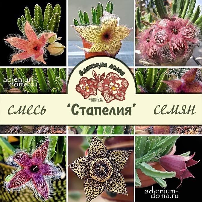 Stapelia HIRSUTA (Стапелия): купить 2 семени c доставкой ...