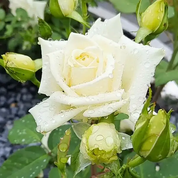 Wholesale Polar Star White Roses | Bulk Polar White Roses