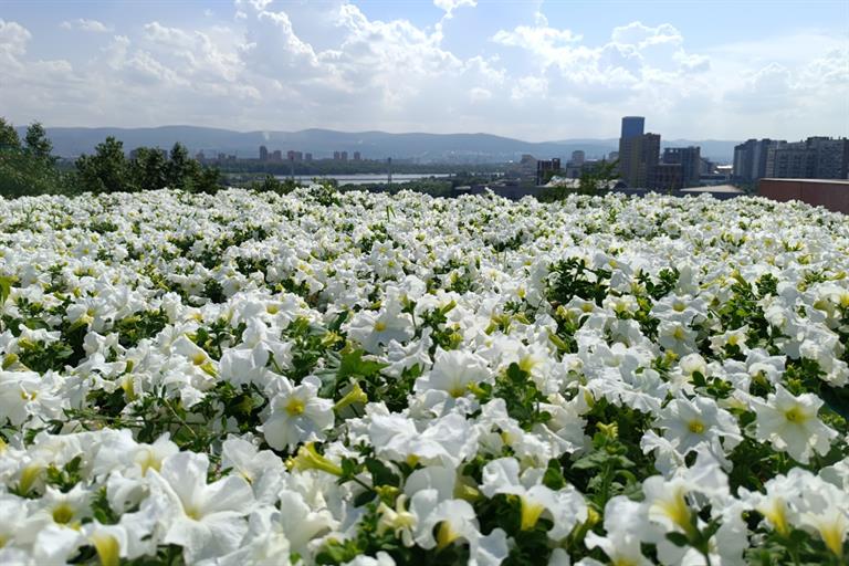 Алиссум (Alyssum) - Питомник роз