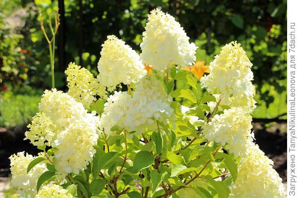 купить саженцы Hydrangea ...