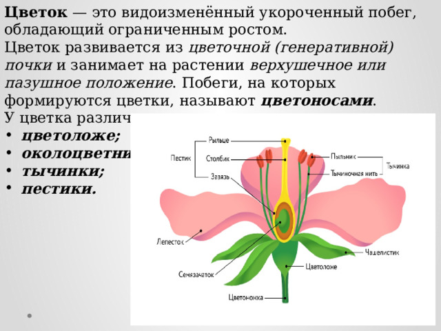 Цветок, его строение и значение