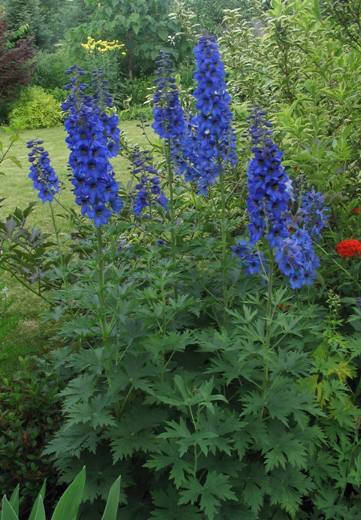 Delphinium foetidum | Живокость ...