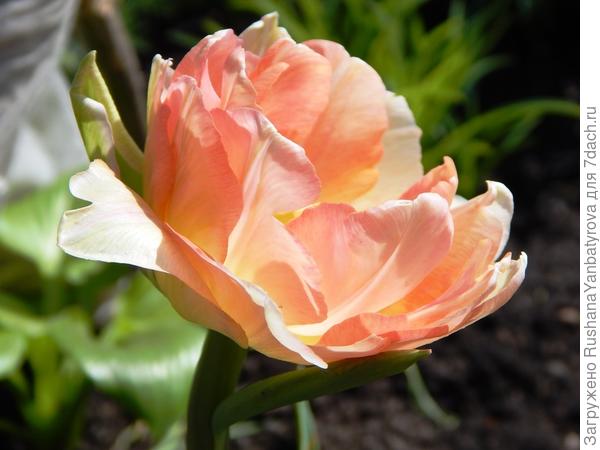 Tulipa Menton – Garden ...