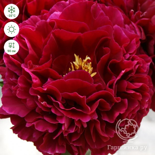 Old faithful peony. Олд фейтфул пион. Пулков сад - YouTube