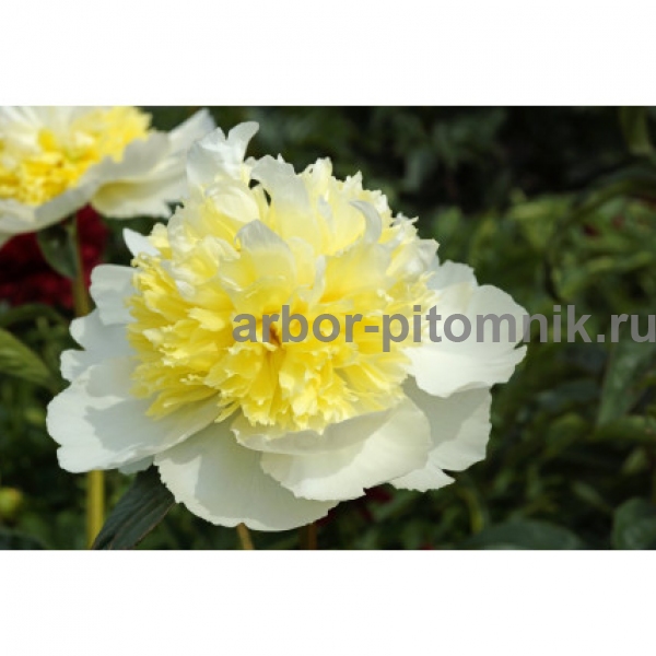 HONEY GOLD' Peony (Paeonia x lactiflora ...