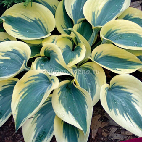 Хоста гибридная Отем Фрост (hosta) хоста Отем Фрост обзор ...