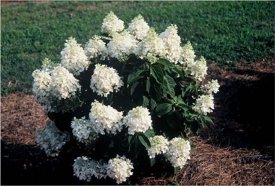 Гортензия метельчатая Бэби Лейс / Hydrangea paniculata 'Baby ...