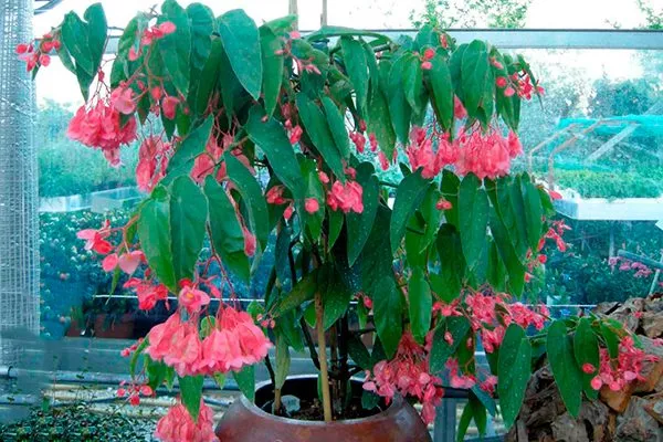 Бегония коралловая (Begonia x corallina)