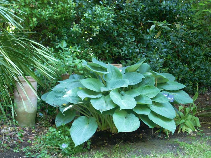 Hosta Temptation | Passiflora.ru ...