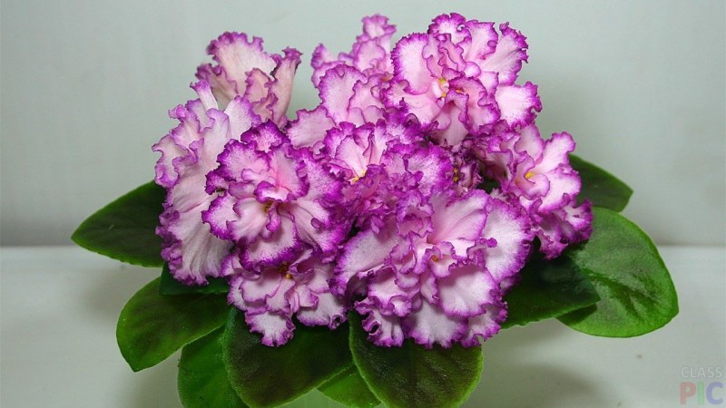 4 African Violet ian Minuet - Etsy ...