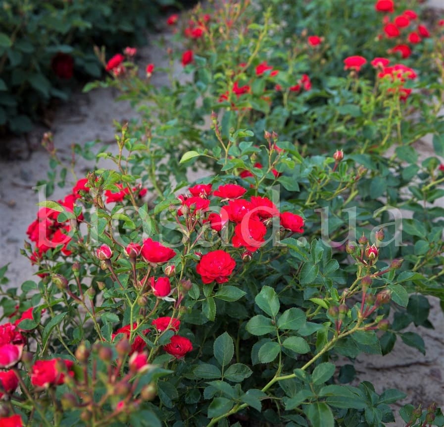 Paul's Scarlet Climber ...