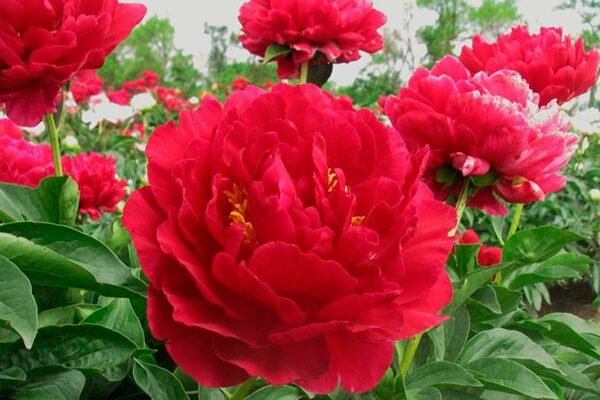 Пион ОЛД ФЕЙФУЛ 🌸 Paeonia OLD FAITHFUL: обзор, описание ...