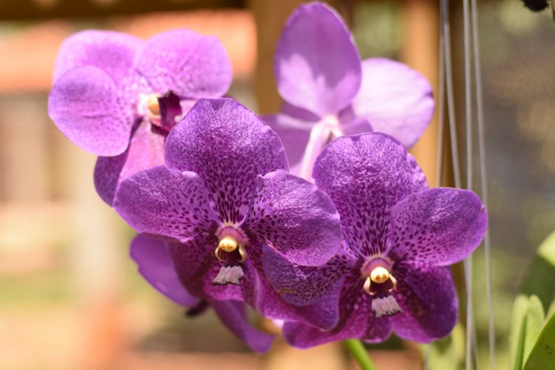 Орхидея Phalaenopsis Armion