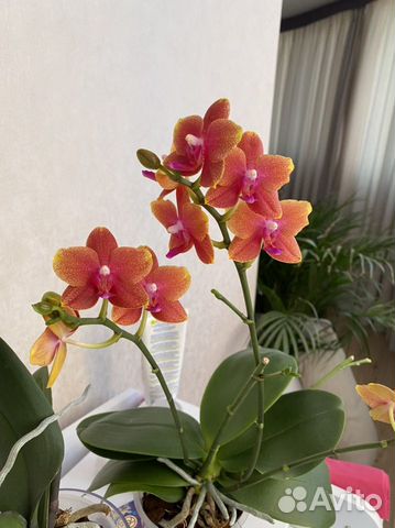 Фаленопсис Биондоро (Phalaenopsis Biondoro): особенности ...