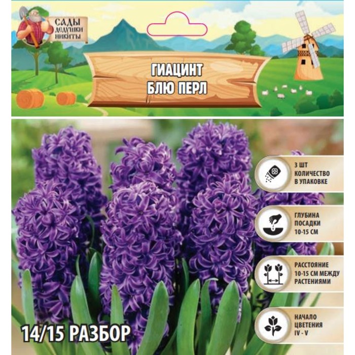 Hyacinthus