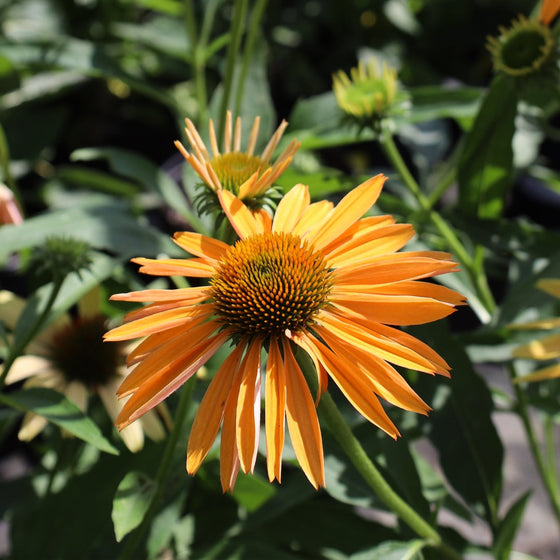 Orange Echinacea Purpurea Big Kahuna Coneflower Stock Photo ...