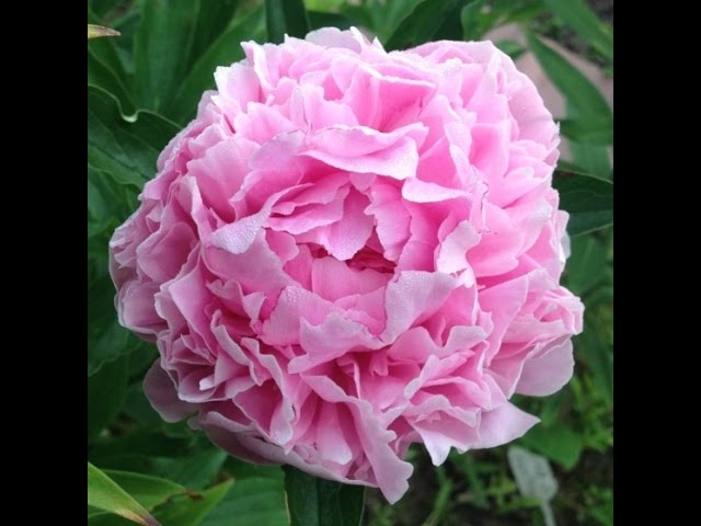 Paeonia Adolphe Rousseau ...