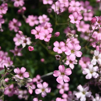 Гипсофила Гипси темно-розовая Gypsophila Gypsy Deep Rose ...