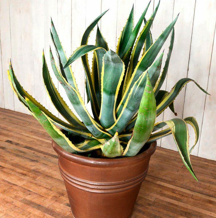 Agave MIX - Агава: купить 3 семени с доставкой на Tropics Seeds