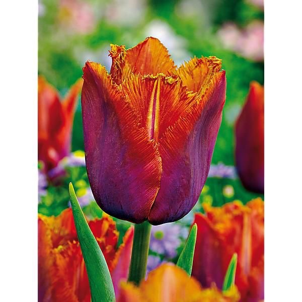 Tulip Louvre Orange