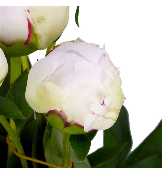 White Odile peonies in a metal vase. Beautiful...-照片素材 ...