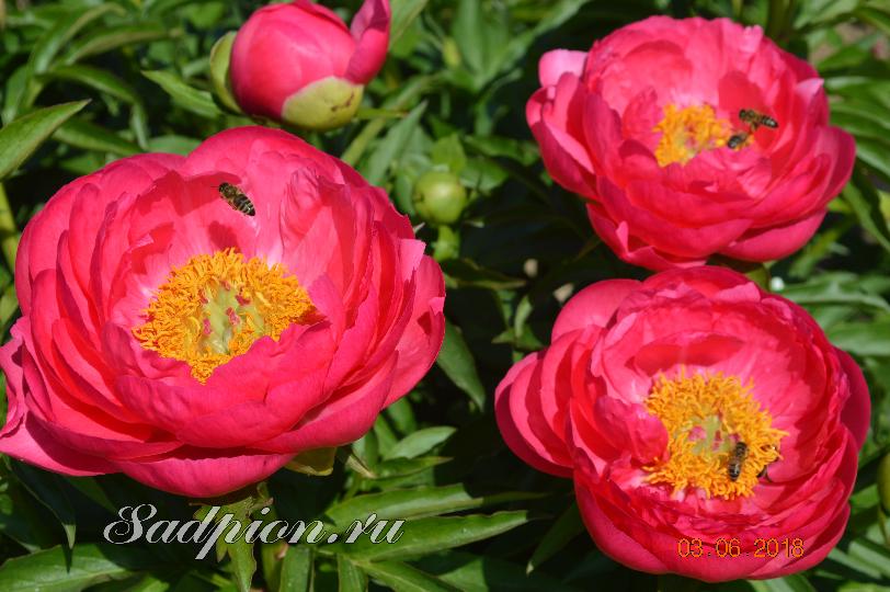 Пион Цитерия (Paeonia Cytherea) купить ...