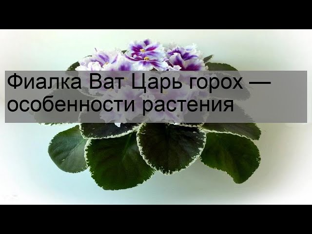 ВаТ-Царь Горох (Валькова)