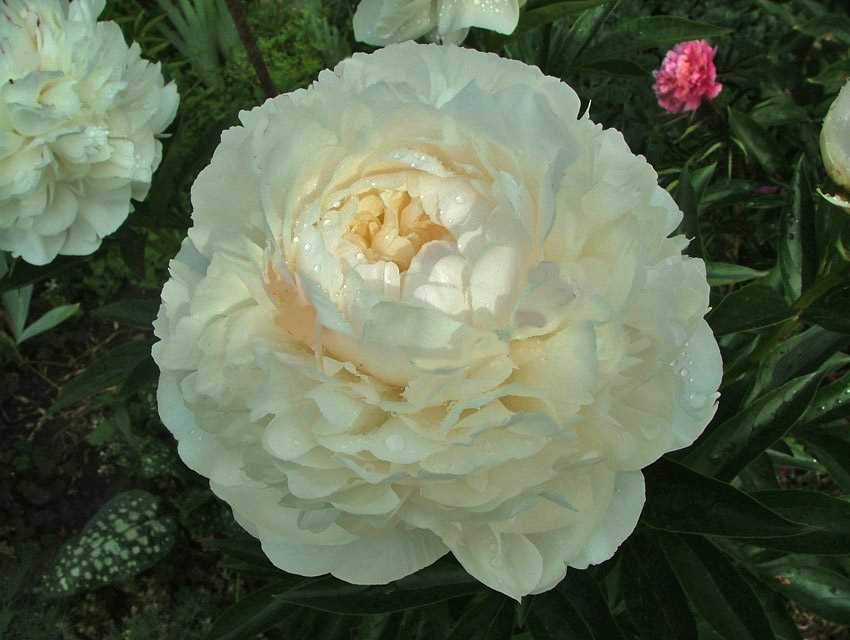 Paeonia Amalia Olsen ...