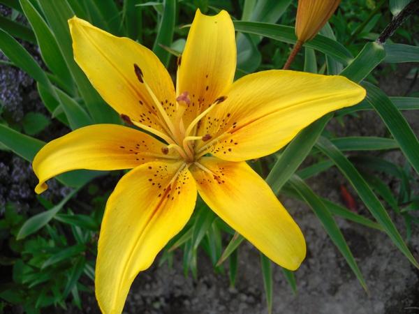 Lilium or dbl roselily monica | LILORI ...