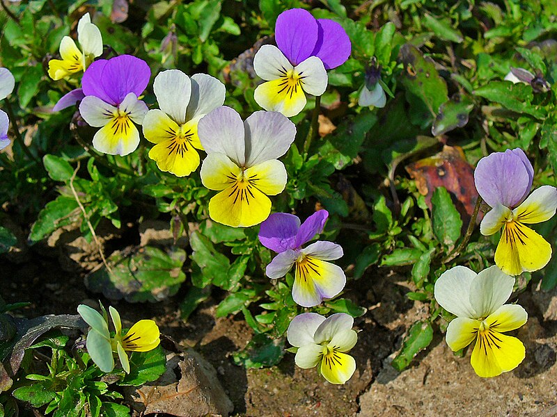 Сенполия: сорта, размножение и уход - Flowers.ua