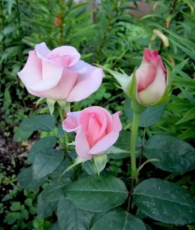 Un flamenco rosa brillante parado sobre una pierna en un lago ...