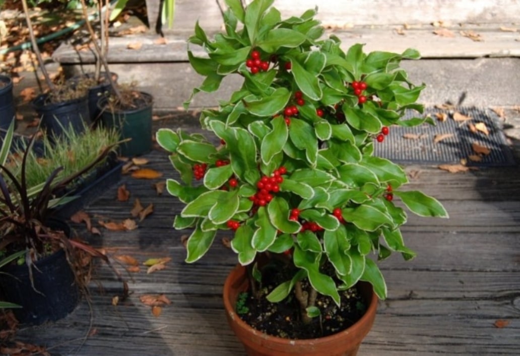 Ardisia CRENATA (Ардизия): купить 2 семени c доставкой почтой ...