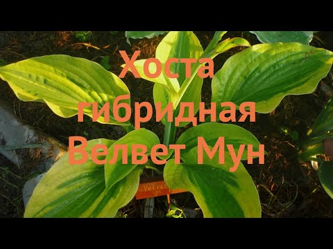 Хоста Луна от кадифе издържа на горещ климат и слънце - Hosta ...