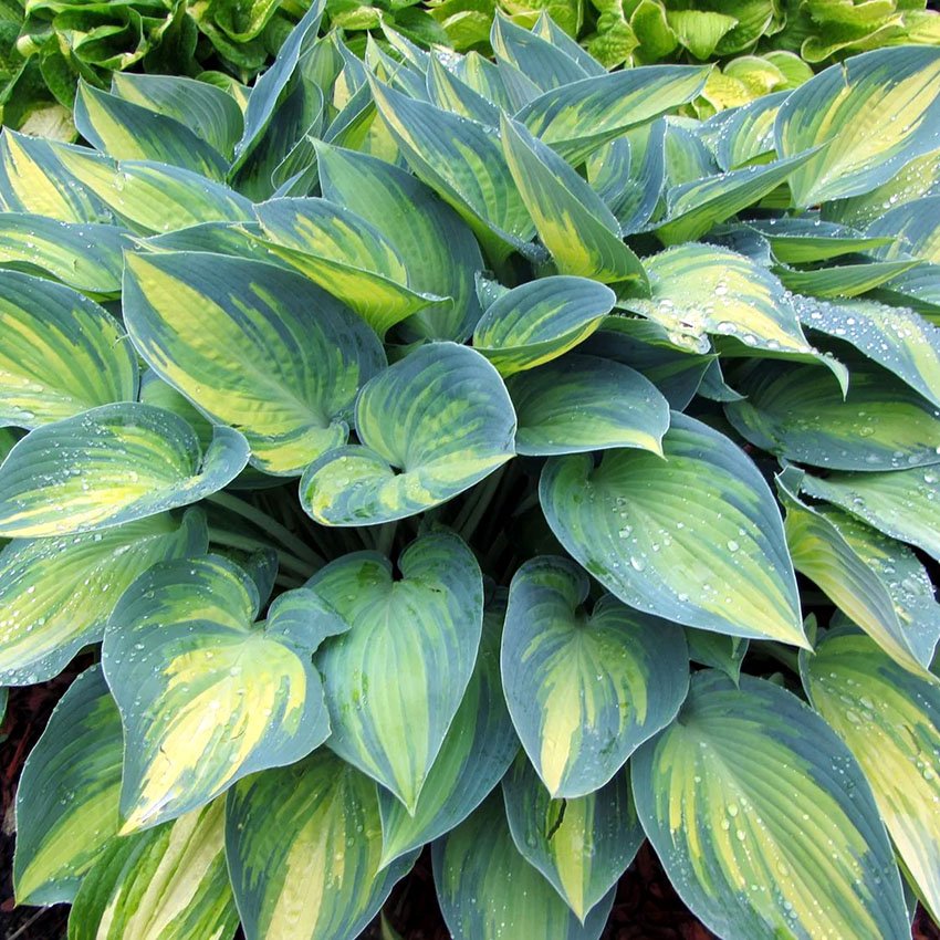 Хоста Джун (Hosta June) — купить в Красноярске. Садовые цветы ...