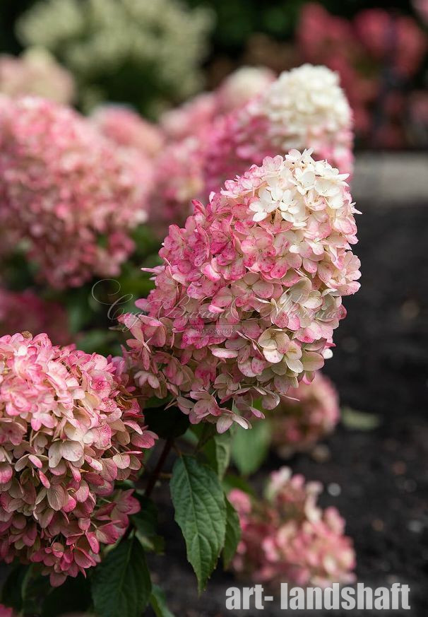 Hydrangea paniculata ...