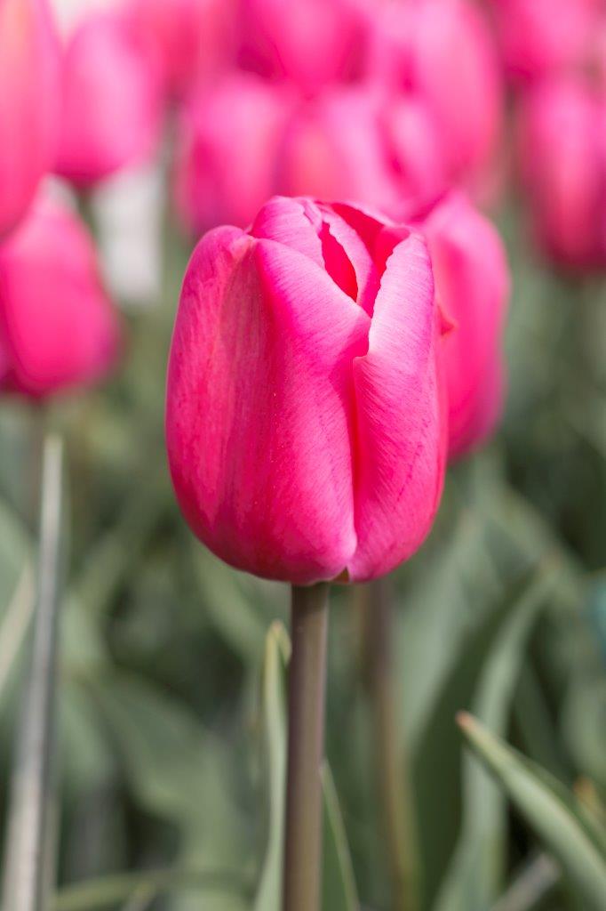 Carnaval de Rio Tulip Bulbs – The Farm ...