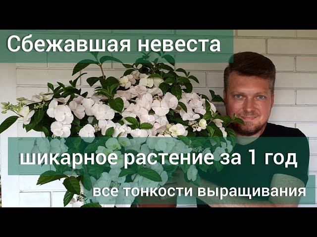 Гидрангея RUNAWAY BRIDE — Растения Оптовая FlorAccess