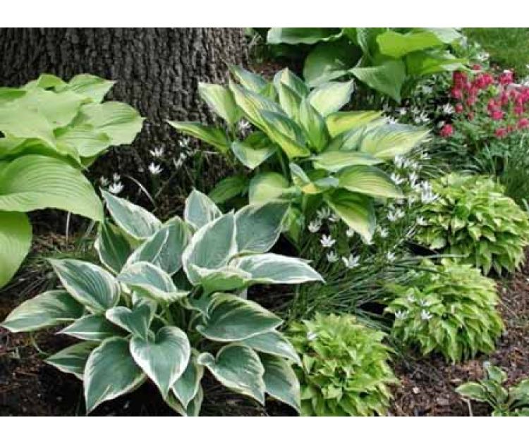 хоста Эль Нино (hosta El Nino), саженец — купить в ...