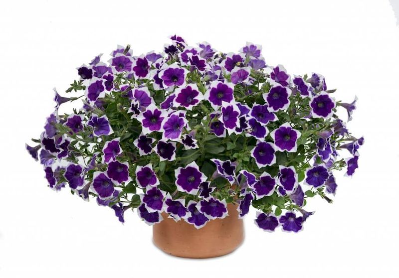 Petunia Violet Rim Jumbo Six Pack ...