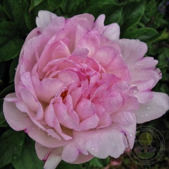 CHEDDAR SURPRISE' Peony (Paeonia x lactiflora 'cheddar ...