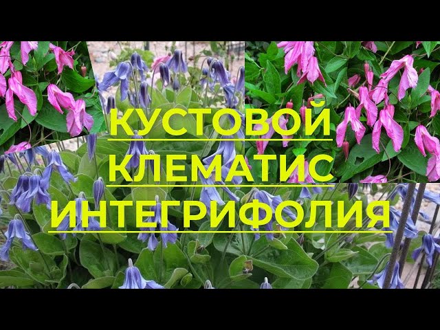 Клематис кустовой Integrifloria, цена 20 р. купить в Минске ...