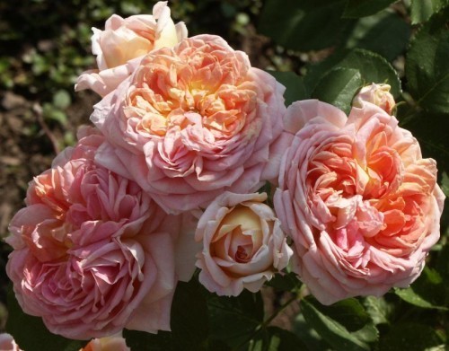 Alchymist – Antique Rose Emporium