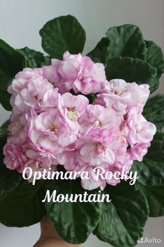 Exclusive New Varieties of OPTIMARA African Violets