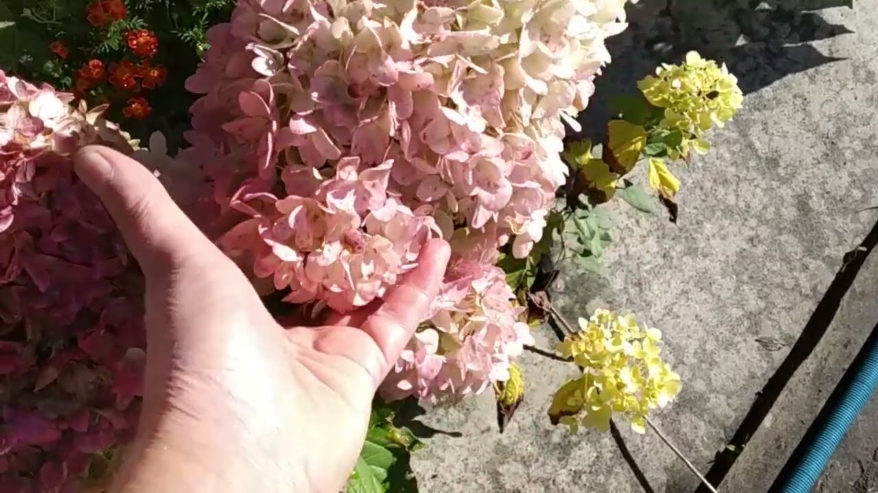 Hydrangea paniculata `Pinkachu ...