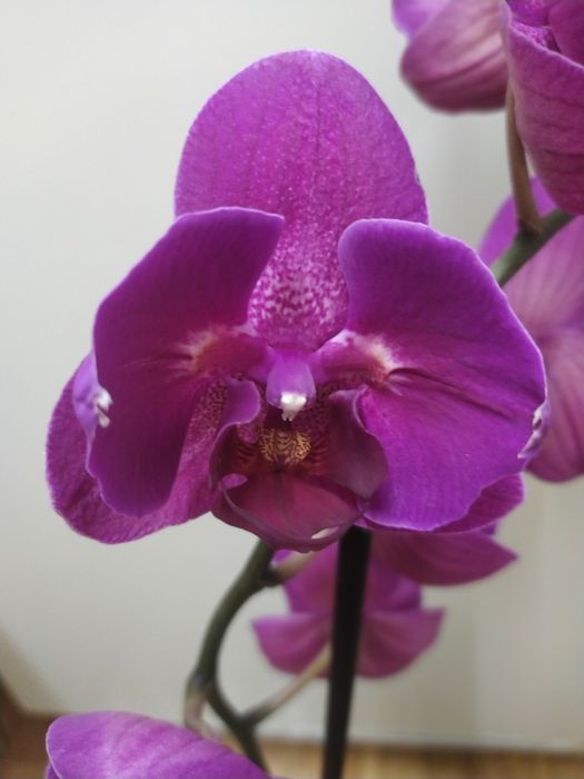 Орхидея Phalaenopsis Stellenbosch peloric