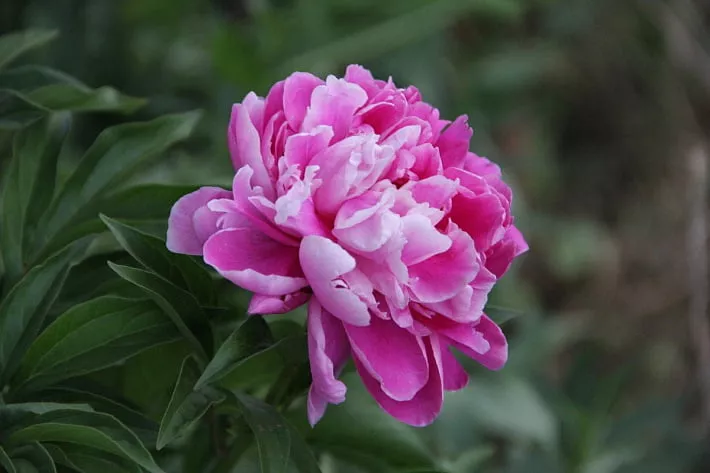 Семена пиона узколистного / Paeonia tenuifolia, ТМ OGOROD - 3 ...